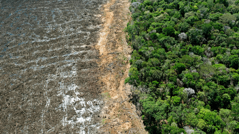 Climatic Conditions Affecting Rainforest